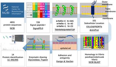 Identification of Vibrio parahaemolyticus and Vibrio spp. Specific Outer Membrane Proteins by Reverse Vaccinology and Surface Proteome